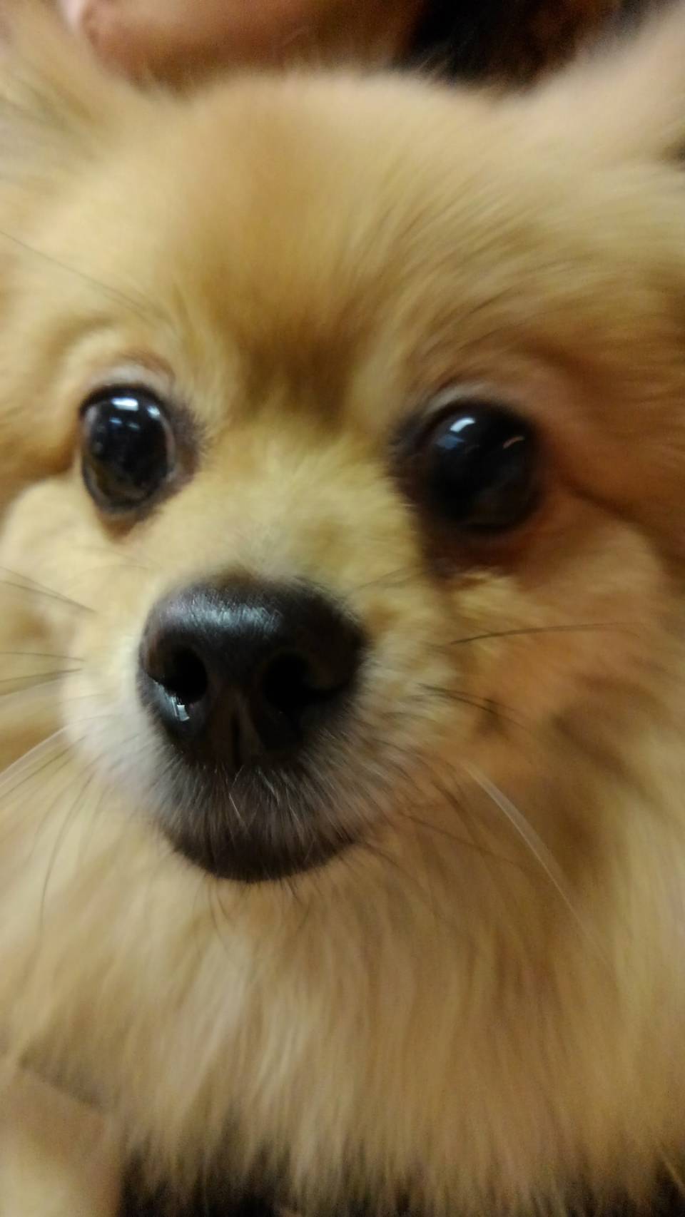 【今日の里帰りワンコ🐶チワワのリリ💕、Mダックスのダグ💕、ポメラニアンのモナカちゃん💕】